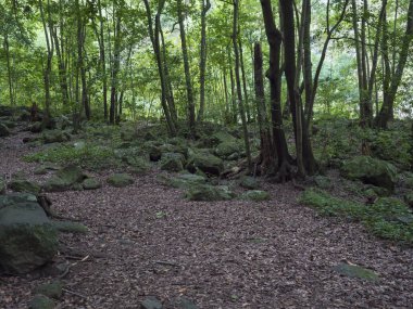Gizemli Laurel Ormanı Laurisilva 'nın yosun kaplı taşları Los Tilos, La Palma, Kanarya Adaları, İspanya yürüyüş parkurundaki yemyeşil astropikal yağmur ormanı.