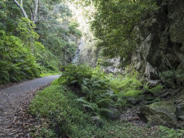Asfalt yolu olan Cubo de la galga doğa parkı, güzel Laurel ormanında patika, La Palma 'nın kuzey kısmında lav, Kanarya Adaları, İspanya