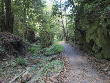 Asfalt yolu olan Cubo de la galga doğa parkı, güzel Laurel ormanında patika, La Palma 'nın kuzey kısmında lav, Kanarya Adaları, İspanya