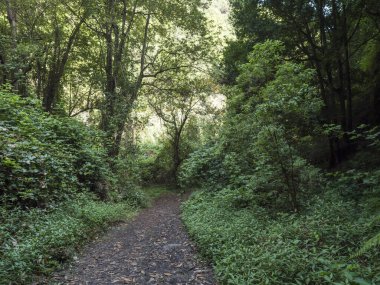 Cubo de la galga doğa parkı. Güzel Laurel ormanında patikası var. La Palma 'nın kuzey kısmında Laurisilva, Kanarya Adaları, İspanya.