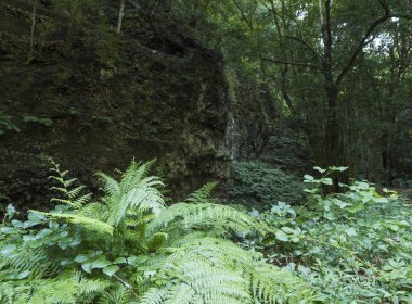 Cubo de la galga doğa parkı eğreltiotu ve taş duvarlı güzel Laurel ormanı, La Palma 'nın kuzey kısmında lav, Kanarya Adaları, İspanya