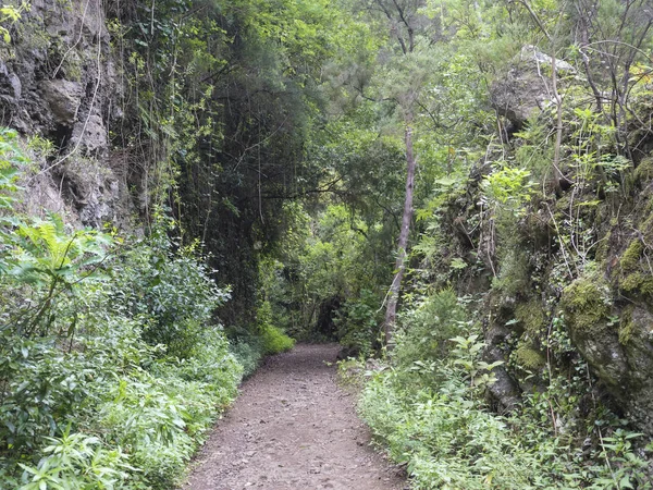 Ścieżka do tajemniczego lasu Laurel Laurisilva, bujny subtropikalny las deszczowy na szlaku turystycznym Los Tilos, La Palma, Wyspy Kanaryjskie, Hiszpania — Zdjęcie stockowe