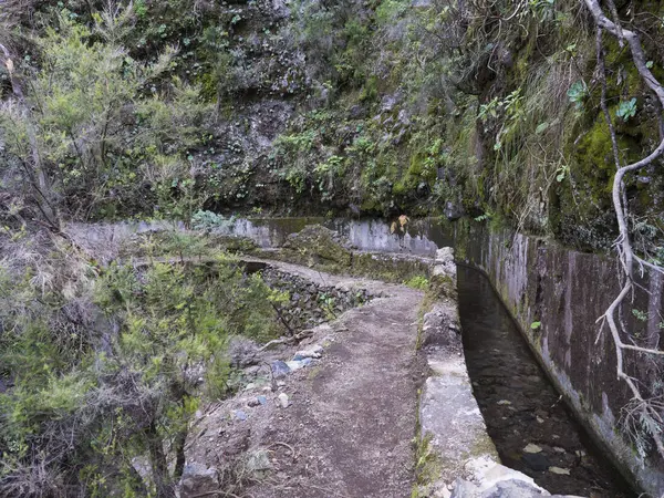 Percorso lungo la levada, condotto dell'acqua nella misteriosa foresta di Laurel Laurisilva, lussureggiante foresta pluviale subtropicale al sentiero Los Tilos, La Palma, Isole Canarie, Spagna — Foto Stock