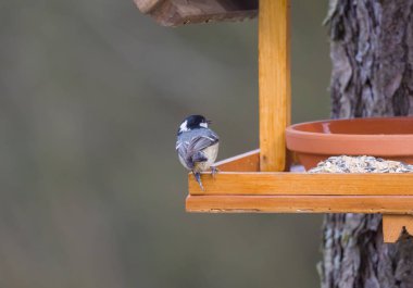 Kömür başlığını ya da Cole Meme 'yi kapat, Periparus ater Bird ayçiçeği tohumuyla kuş yemi masasına tünedi. Kuş besleme konsepti. Seçici odak.