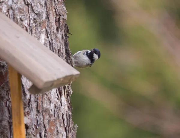 Close up coal tit or cole tit, Periparus ater bird perched on the bird feeder table with sunflower seed. Bird feeding concept. Selective focus. — Stock Photo, Image