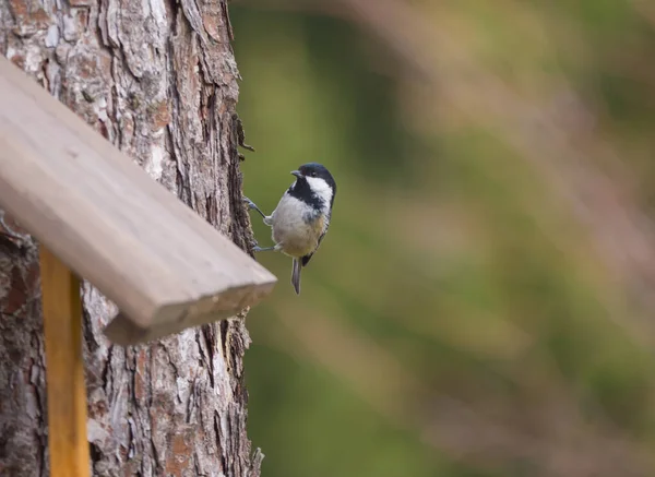 Close up coal tit or cole tit, Periparus ater bird perched on the bird feeder table with sunflower seed. Bird feeding concept. Selective focus. — Stock Photo, Image