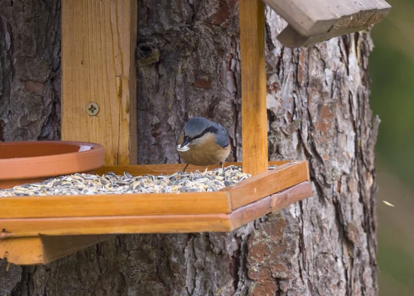 Kleiber aus nächster Nähe, Sitta europaea hockt mit Sonnenblumenkernen im Schnabel auf dem Vogelfuttertisch. Vogelfutterkonzept — Stockfoto