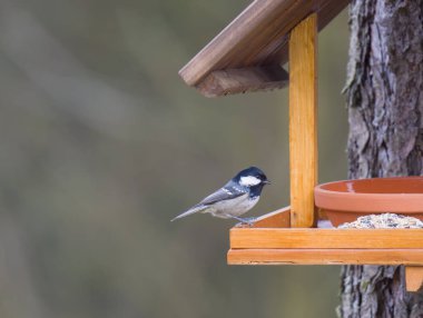 Kömür başlığını ya da Cole Meme 'yi kapat, Periparus ater Bird ayçiçeği tohumuyla kuş yemi masasına tünedi. Kuş besleme konsepti. Seçici odak.