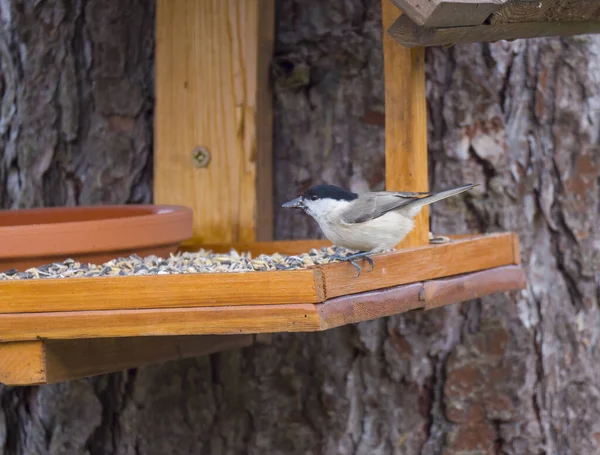 Close up Wilgentiet, Poecile montanus vogel neergestreken op de vogelvoedertafel met zonnebloempitten. Vogelvoederconcept. Selectieve focus. — Stockfoto