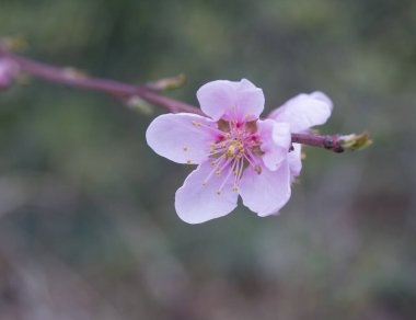 Çiçek açan pembe sakura kiraz çiçeği ya da Japon kiraz çiçeği erik serrulata dalı, yumuşak odak, doğal Bokeh çiçek arkaplanı.