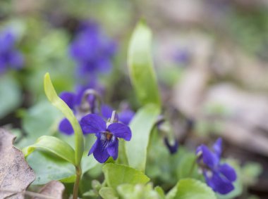 Bir demet güzel çiçek açan menekşe çiçeği, Viola kokusu veya ahşap menekşe, yeşil yapraklı tatlı menekşe, seçici odak