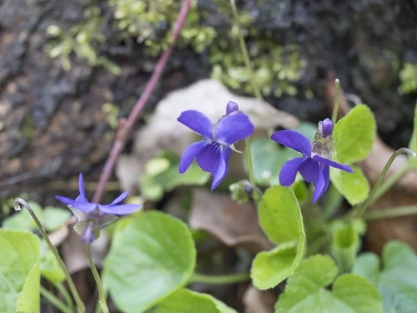 Close up bunch of beatiful blooming violet spring flowers ,Viola odorata or wood violet, sweet violet with green leaves, selective focus — Stock Photo, Image