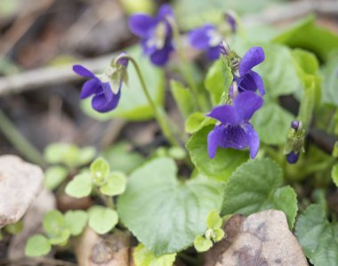 Bir demet güzel çiçek açan menekşe çiçeği, Viola kokusu veya ahşap menekşe, yeşil yapraklı tatlı menekşe, seçici odak
