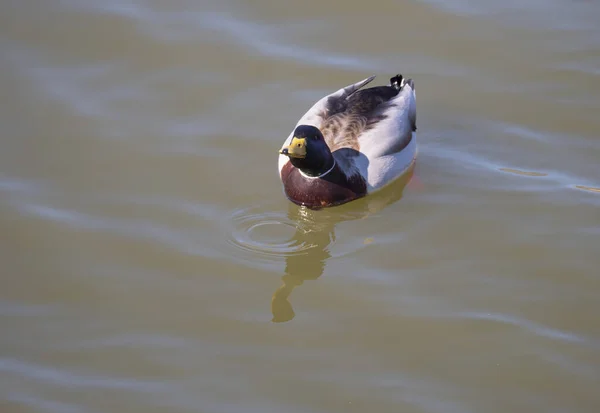 Close up mallard, Anas platyrhynchos, male duck bird swimming on lake water suface in sunlight. Selective focus — Stock Photo, Image