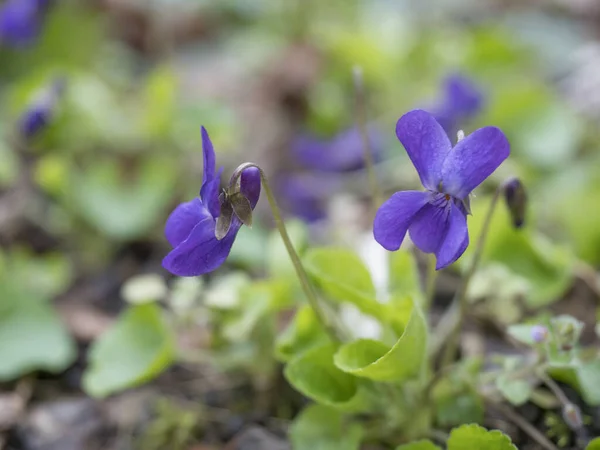 Close up bunch of beatiful blooming violet spring flowers ,Viola odorata or wood violet, sweet violet with green leaves, selective focus — Stock Photo, Image