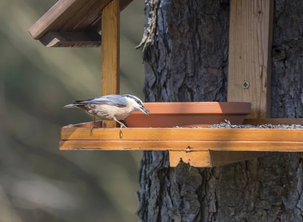 Gros plan Sitta europaea, Sitta europaea perchée sur la table d'alimentation des oiseaux avec graines de tournesol en bec. Concept d'alimentation des oiseaux — Photo