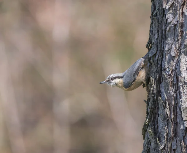 Close up wood Nuthatch or Eurasian nuthatch, climbing on larch tree trunk with head down. Green bokeh background, copy space. — Stock Photo, Image