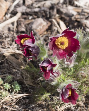 Pulsatilla pratensis mor çiçek demetleri. Pasque, Prairie Crocus, ve ince tüylerle kaplı kıpkırmızı anemone çiçekleri. İlk bahar Paskalya çiçekleri. Seçici odak