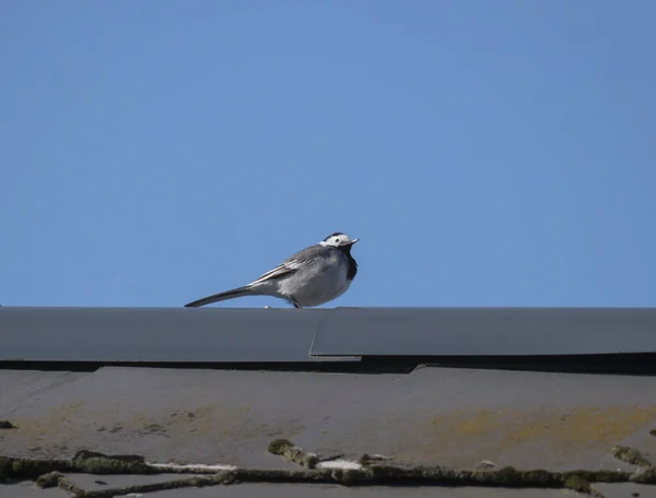 Femmina bianca Wagtail Motacilla alba seduta sul tetto su uno sfondo blu cielo. Copia spazio — Foto Stock