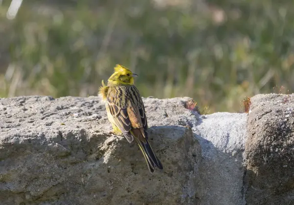 Närbild hane gulwhammer, Emberiza citrinella sitter på sandstensväggen. Yellowhammer är en förbipasserande fågel i buntfamiljen. Grön bokeh bakgrund. — Stockfoto