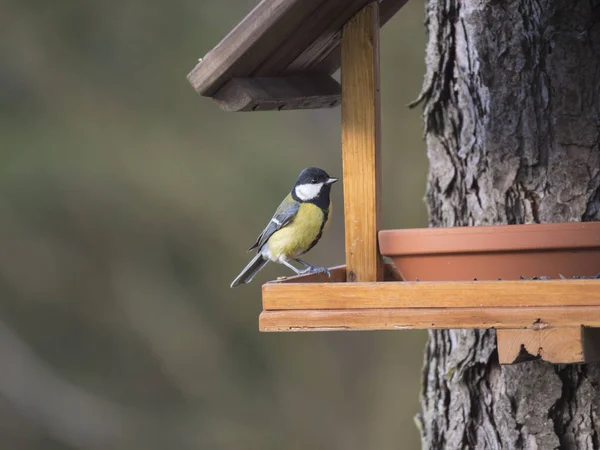 Close up Great tit, Parus major bird perched on the bird feeder table with sunflower seed. Bird feeding concept. Selective focus. — Stock Photo, Image