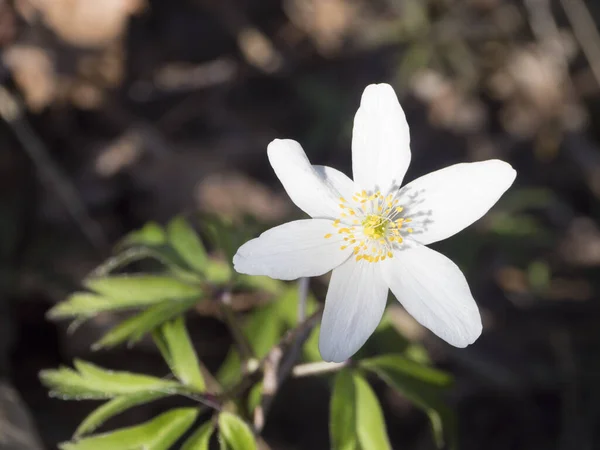 Anemone nemorosa, seçici odak noktası, bokeh, bahar çiçeği arkaplanı. — Stok fotoğraf