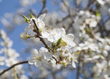 Çiçek açan beyaz elma çiçek dalını kapat, seçici odak, mavi gökyüzü arkaplanı