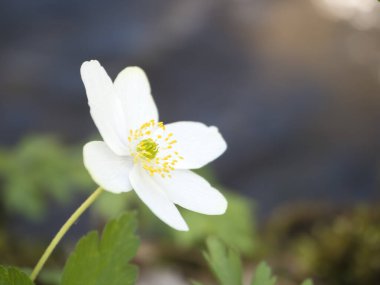 Anemone nemorosa, seçici odak noktası, bokeh, bahar çiçeği arkaplanı.