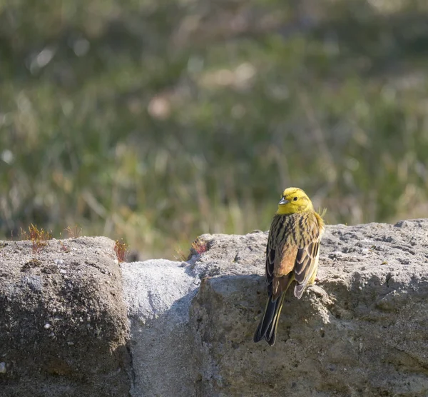 Закрыть мужской желтовато-жаворонок, Emberiza citrinella сидит на стене песчаника. Йеллоухаммер это воробьиная птица в семье Бантингов. Зеленый боке . — стоковое фото