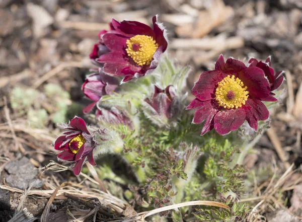 Кучка крупным планом Pulsatilla pratensis фиолетовых фиолетовых цветов. Паска, крокус прерий, и анемонные багровые цветы из листьев, покрытые мелкими волосками. Первые весенние пасхальные цветы. Селективный фокус — стоковое фото