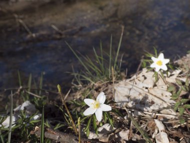 Anemone nemorosa adlı güzel beyaz ahşap şakayık çiçeğini kapatın. Orman deresinin çözünmüş kıyılarına odaklanın. Bahar çiçeği arkaplanı