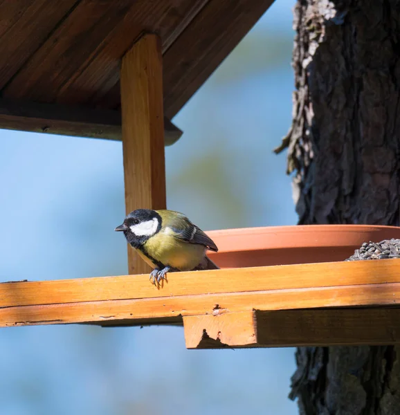 Close up Great tit, Parus major bird perched on the bird feeder table with sunflower seed. Bird feeding concept. Selective focus. — Stock Photo, Image