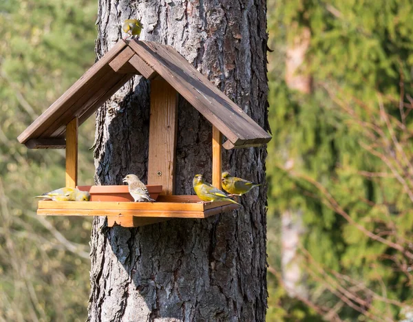 Gruppe von männlichen und weiblichen Grünfinken, Chloris chloris Vogel hockt auf dem Vogelfuttertisch mit Sonnenblumenkernen. Vogelfutterkonzept. Selektiver Fokus. — Stockfoto