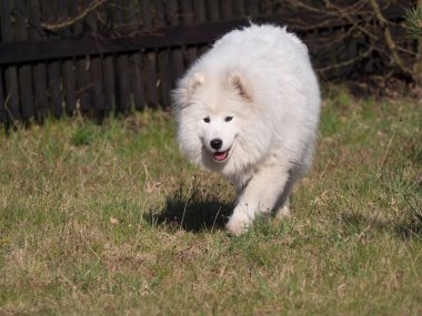 Genç Samoyed köpeği, beyaz tüylü paltosu ve dili yeşil çimen bahçesinde geziniyor. Şirin, mutlu Rus Bjelkier köpeği büyük bir çoban köpeği türüdür..