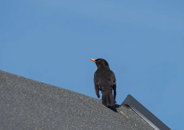 Close up blackbird comum, Turdus merula também chamado de melro Eurasiático sentado no topo do telhado — Fotografia de Stock