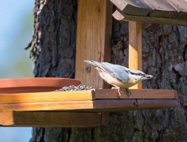 Gros plan Sitta europaea, Sitta europaea perchée sur la table d'alimentation des oiseaux avec des graines de tournesol en bec. Concept d'alimentation des oiseaux — Photo