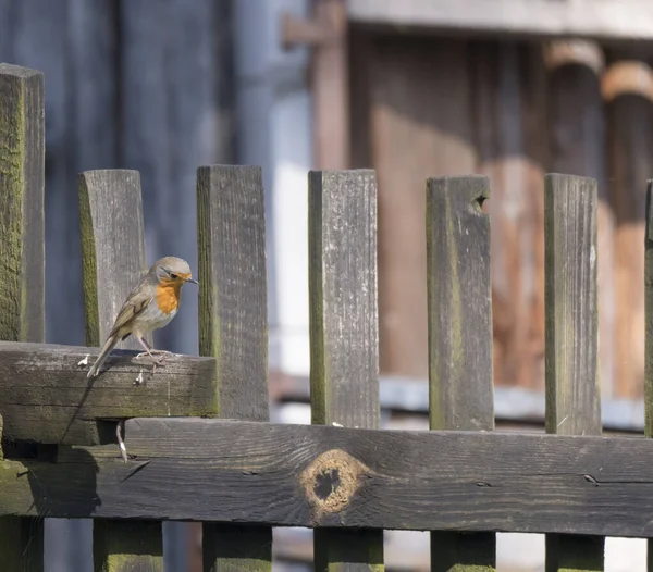 Närbild trä europeiska robin, Erithacus rubecula uppflugen på trä planka staket. Beige bokeh bakgrund, kopiera utrymme. — Stockfoto