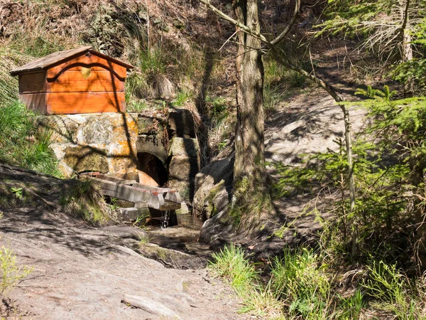 small fountain well in spruce tree forest in spring Lusatian Mountains, Czech republic