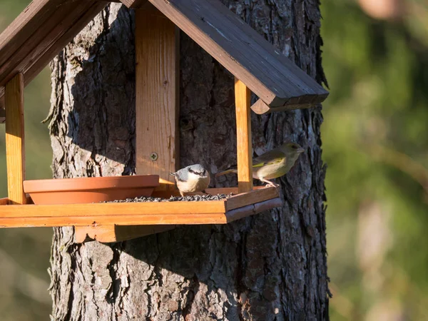 Großaufnahme Kleiber oder Kleiber, Sitta europaea und Grünfink, Chloris chloris Vogel hockt mit Sonnenblumenkernen auf dem Vogelfuttertisch. Vogelfutterkonzept. Selektiver Fokus. — Stockfoto