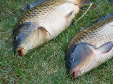 İki büyük, taze, canlı sazan balığı ya da Avrupa sazan balığı, çimlerin üzerinde Cyprinus carpio. Çiğ tatlı su balığı öldürmek için bekliyor.