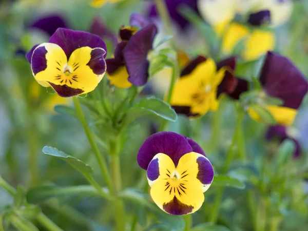 Close up garden pansy, yellow, purple and violet viola spring flower on a green bokeh background, selective focus, copy space — Stock Photo, Image