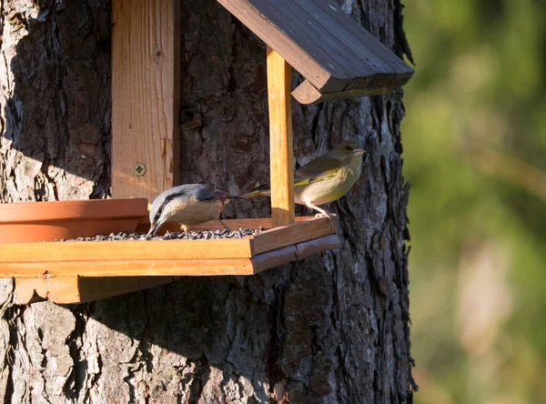 Κοντινό πλάνο Nuthatch ή Eurasian nuthatch, Sitta europaea και ευρωπαϊκό greenfinch, Chloris chloris πουλί σκαρφαλωμένο στο τραπέζι τροφοδότη πουλιών με ηλιόσπορο. Έννοια σίτισης πουλιών. Επιλεκτική εστίαση. — Φωτογραφία Αρχείου