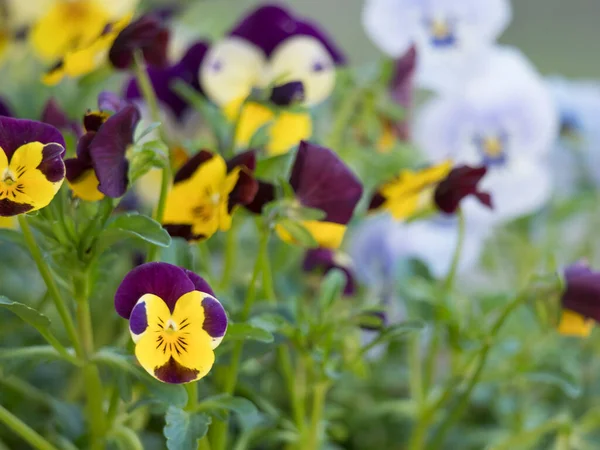 Close up garden pansy, yellow, purple and violet viola spring flower on a green bokeh background, selective focus, copy space — Stock Photo, Image