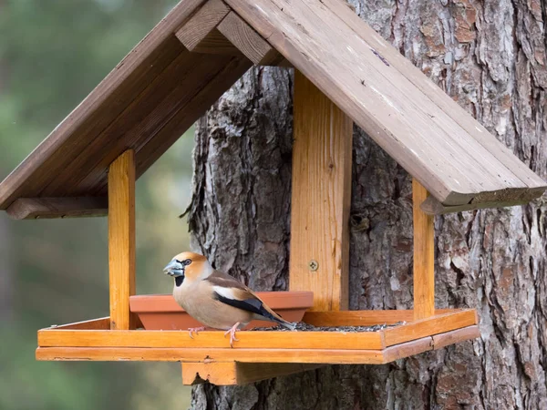 Gros plan Roselin fauve mâle, Coccothraustes coccothraustes oiseau perché sur la table d'alimentation des oiseaux avec des graines de tournesol. Concept d'alimentation des oiseaux. Concentration sélective . — Photo