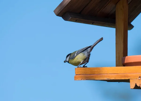 Close up Great tit, Parus major bird perched on the bird feeder table with sunflower seed in beak. Bird feeding concept. Selective focus. — Stockfoto