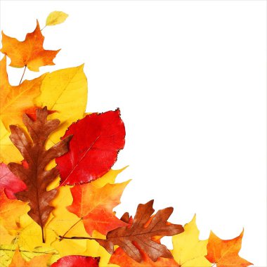 Sonbahar yaprakları üzerinde beyaz izole. Sonbahar