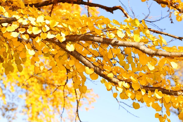 秋天的黄叶。秋季背景 — 图库照片