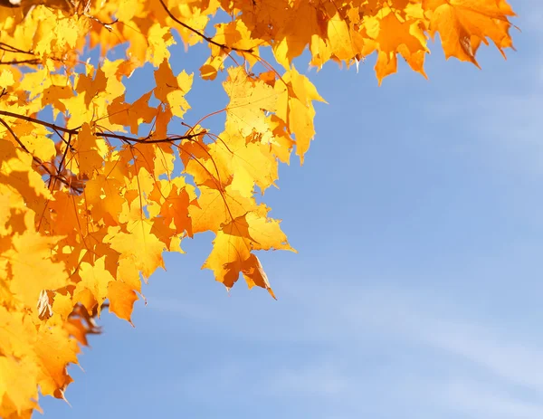 Feuilles d'érable jaunes d'automne sur ciel bleu. Chute — Photo