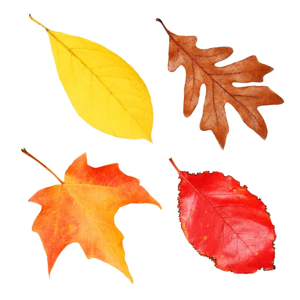 Fall Leaves Collection geïsoleerd op wit. Herfst — Stockfoto