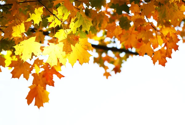 秋天的枫叶黄色的叶子。室外。秋季背景 — 图库照片